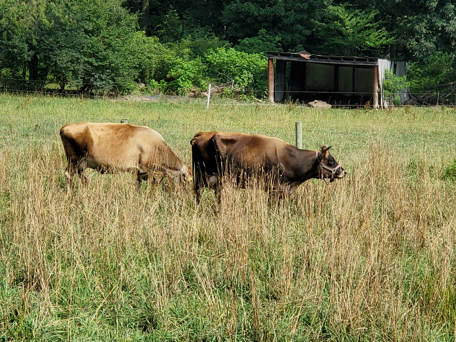 Forest View Farm
